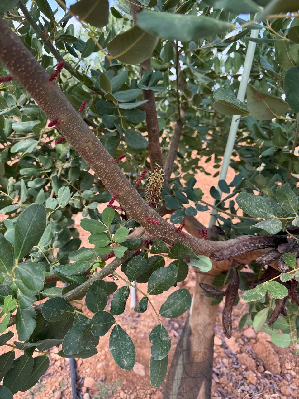 Flowering detail on a carob tree in the Valencia orchard